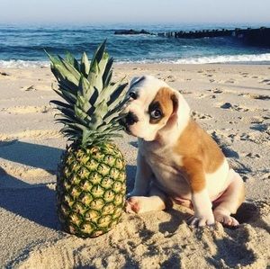 Meet your Posher, Daisy